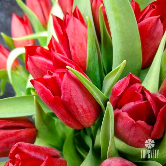 Букет из 35 красных тюльпанов