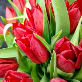 Букет из 35 красных тюльпанов