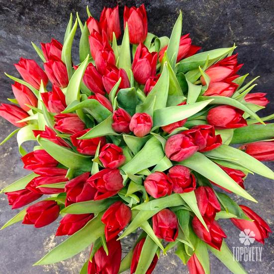 Букет из 35 красных тюльпанов