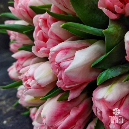 Букет из 51 розового пионовидного тюльпана 
