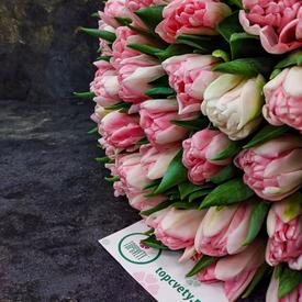 Букет из 51 розового пионовидного тюльпана 
