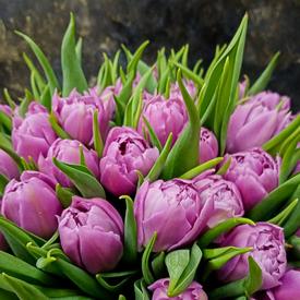 Букет из 35 розовых пионовидных тюльпанов 