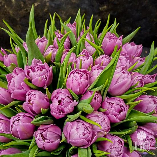 Букет из 35 розовых пионовидных тюльпанов 