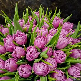 Букет из 35 розовых пионовидных тюльпанов 