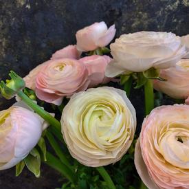 Букет из 21 розового ранункулюса в коробке