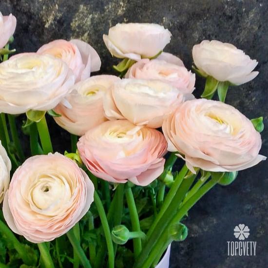 Букет из 21 розового ранункулюса в коробке