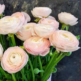 Букет из 21 розового ранункулюса в коробке