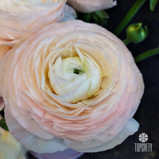 Букет из 21 розового ранункулюса в коробке