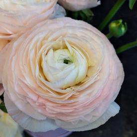 Букет из 21 розового ранункулюса в коробке