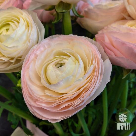 Букет из 21 розового ранункулюса в коробке