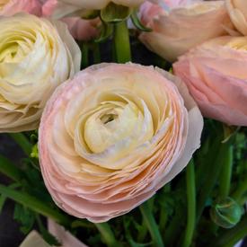 Букет из 21 розового ранункулюса в коробке