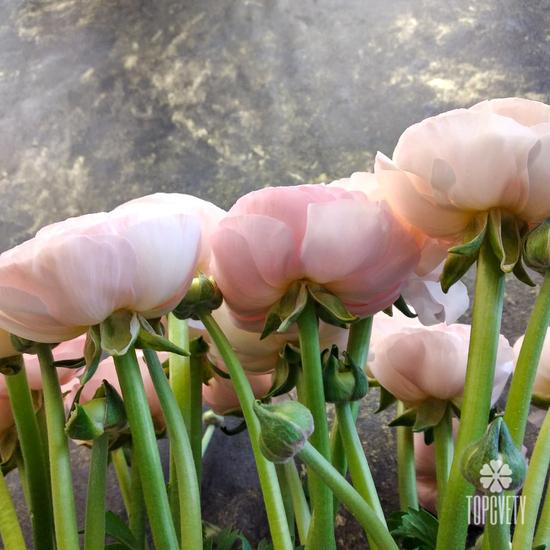 Букет из 21 розового ранункулюса в коробке