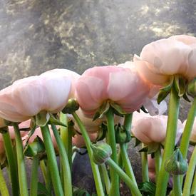 Букет из 21 розового ранункулюса в коробке