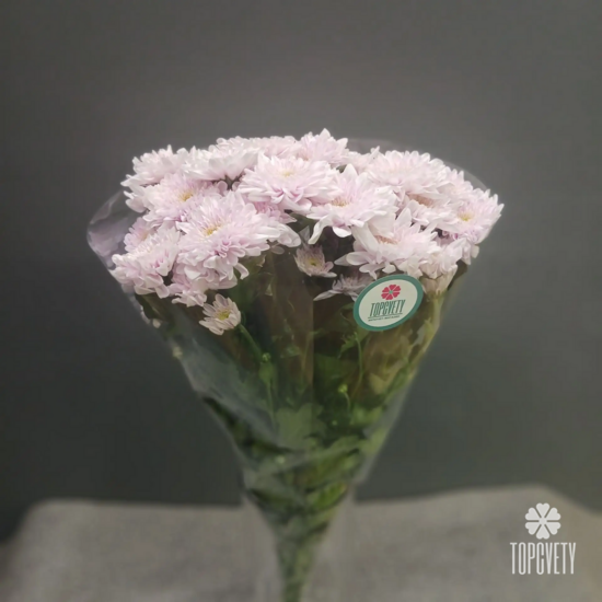 Пачка кустовых хризантем (5 шт)