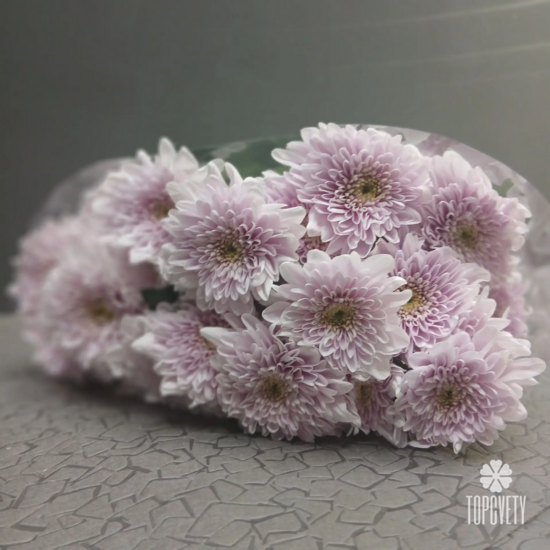 Пачка кустовых хризантем (5 шт)