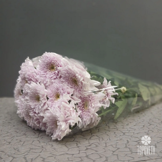 Пачка кустовых хризантем (5 шт)