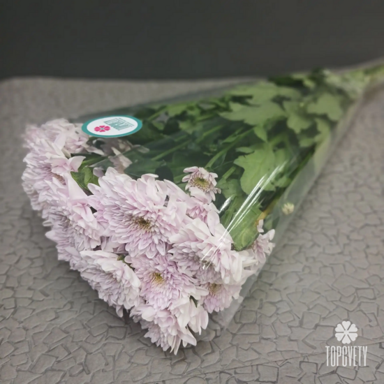 Пачка кустовых хризантем (5 шт)