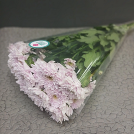 Пачка кустовых хризантем (5 шт)