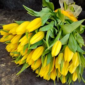 Букет из 51 желтого тюльпана