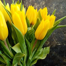 Букет из 51 желтого тюльпана