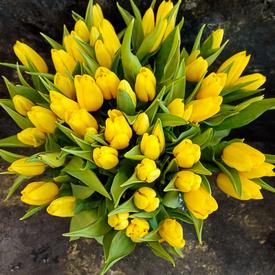 Букет из 51 желтого тюльпана