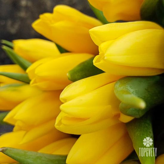 Букет из 51 желтого тюльпана