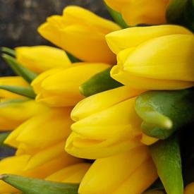 Букет из 51 желтого тюльпана