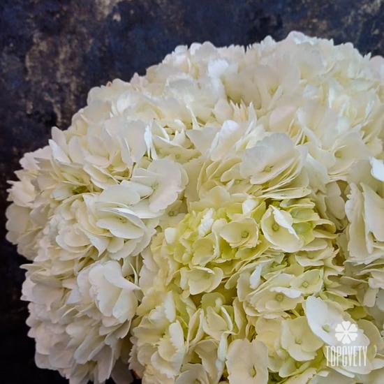 Букет из 9 белых гортензий