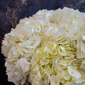 Букет из 9 белых гортензий