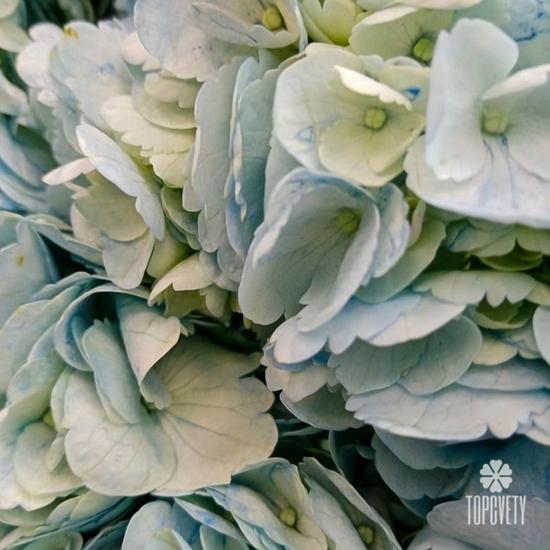 Букет из 15 голубых гортензий