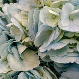 Букет из 15 голубых гортензий