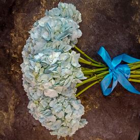 Букет из 15 голубых гортензий