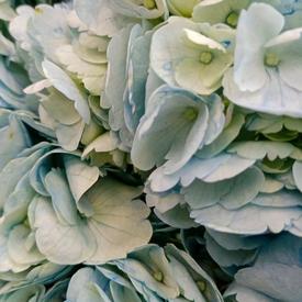 Композиция из 9 голубых гортензий в коробке