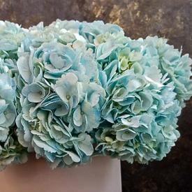 Композиция из 9 голубых гортензий в коробке