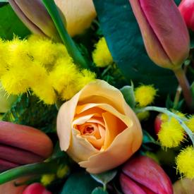 Тюльпаны и мимоза в корзине