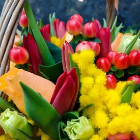 Тюльпаны и мимоза в корзине