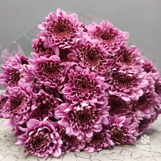 Пачка кустовых хризантем (5 шт)