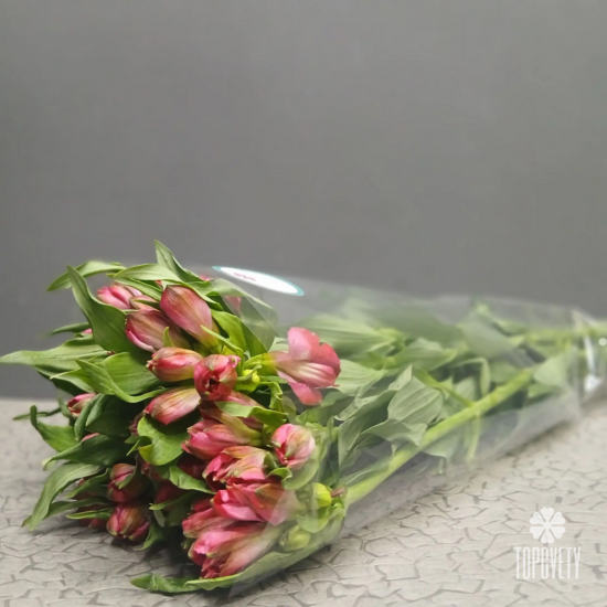 Пачка малиновых   альстромерий  (10шт)	
