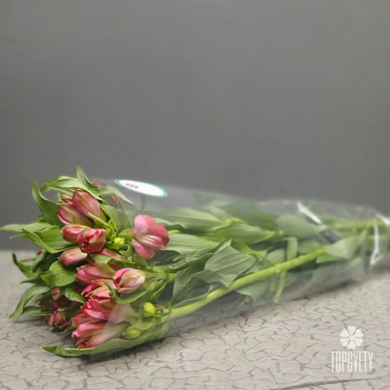 Пачка малиновых   альстромерий  (10шт)	