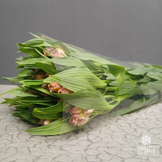 Пачка розовых   альстромерий  (10шт)	