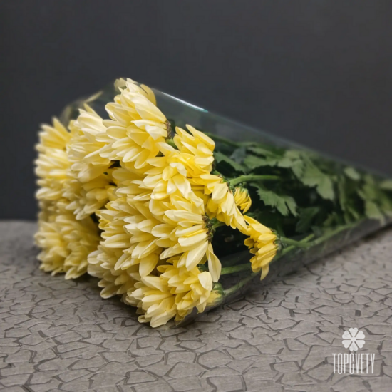 Пачка кустовых хризантем (5 шт)