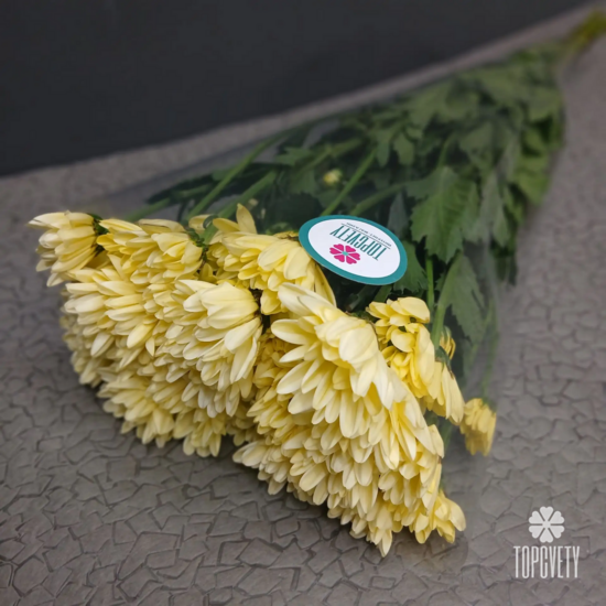 Пачка кустовых хризантем (5 шт)