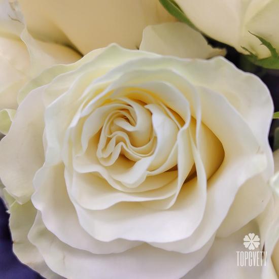 Букет из 75 белых роз в коробке 