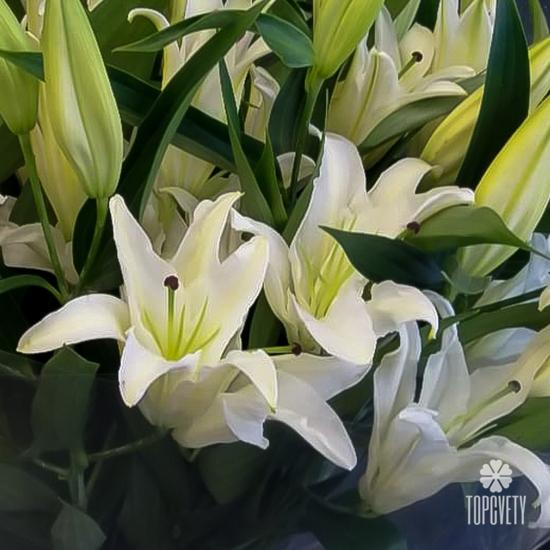 Букет из 7 белых лилий