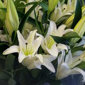 Букет из 7 белых лилий