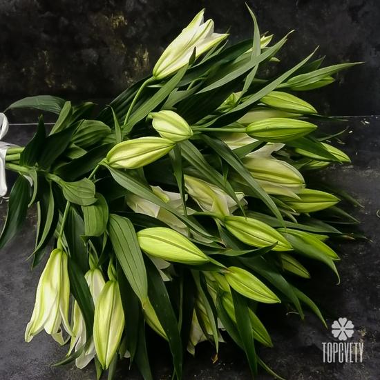 Букет из 7 белых лилий