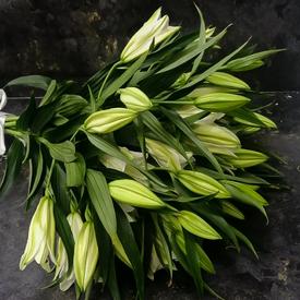 Букет из 7 белых лилий