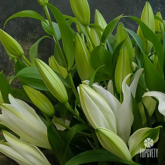 Букет из 7 белых лилий