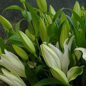 Букет из 7 белых лилий