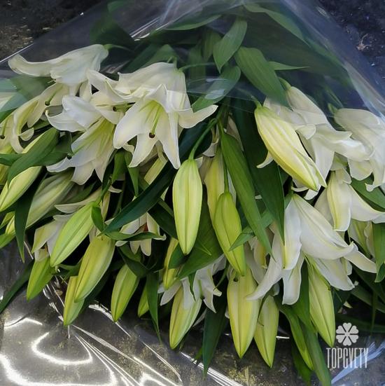 Букет из 7 белых лилий